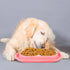 2 Pieces Cat Food Bowls Basic Dog Bowls Plastic Double Pet Food Water Bowls Feeding Bowl Tray Cat Eating and Drinking Bowl No Spill for Cats Dogs ...