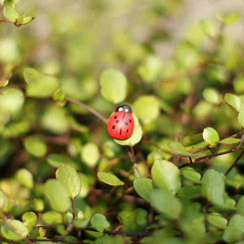 20-Piece Set: Seven-Spot Ladybug Décor - Wooden Handcrafted Simulation Beetle Garden with Realistic Ladybug Insect Miniature Sample Model - Yard, ...