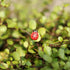 20-Piece Set: Seven-Spot Ladybug Décor - Wooden Handcrafted Simulation Beetle Garden with Realistic Ladybug Insect Miniature Sample Model - Yard, ...