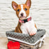 ARING PET Valentine's Day Dog Collar-Cute Cotton Heart Dog Collars, Adjustable Valentine Plaid Pet Collars Girl Puppy Collar with Quick Release Bu...