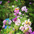 Butterfly Stakes 50pcs Decorative Garden Waterproof Small Butterfly Decor Garden for Plants Flower Beds Plant Pots...