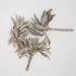 100% Pure California White Sage Clusters, 2 oz - Sustainably Cultivated, Loose Leaf, 2 Ounces...