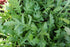 Arugula Seed, Arugula Sprouting Seeds, Microgreen, Sprouting, 4 OZ, Non GMO - Country Creek Acres Brand - High Sprout Germination- Juicing, Garden...