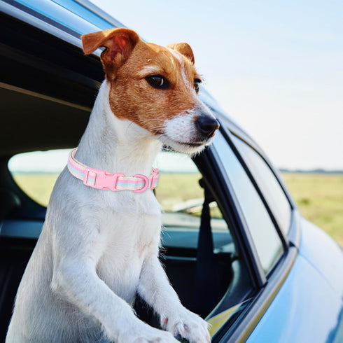 Polyester Dog Collar for Small Medium Large Dogs, Soft Basic Dog Collars Fancy Adjustable Dog Collars with Quick Release Safety Buckle...