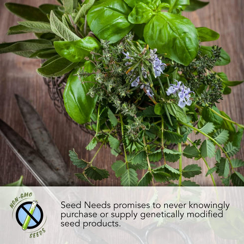 Seed Needs, Italian Herb Seed Packet Collection (5 Individual Seed Varieties for Planting) Non-GMO & Untreated - Oregano, Basil, Rosemary, Sage an...
