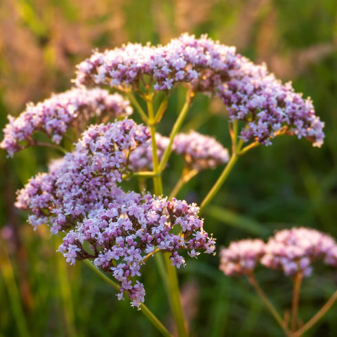 Essences Bulgaria Organic Valerian Essential Oil 0.17 Fl Oz | 5ml | Valeriana officinalis | for Good Sleep, Relaxation, Stress Relief | Aromathera...