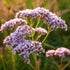 Essences Bulgaria Organic Valerian Essential Oil 0.17 Fl Oz | 5ml | Valeriana officinalis | for Good Sleep, Relaxation, Stress Relief | Aromathera...