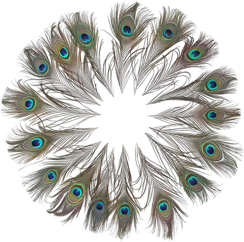 12 PCS Real Natural Peacock Eye Feathers 10-12 inch for DIY Craft, Wedding and Holiday Decorations...