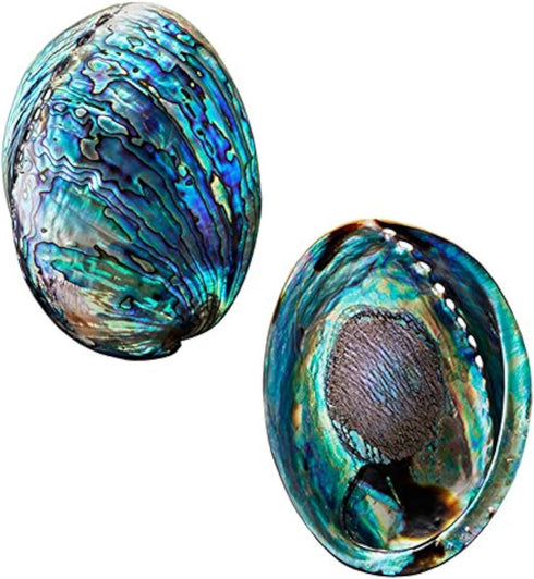 Polished Abalone Shell, 4.5" to 5.5", in Gift Box, for Smudging, Cleansing, Meditation, Home Décor and to Gift. 100% Natural Shell - Sustainably S...