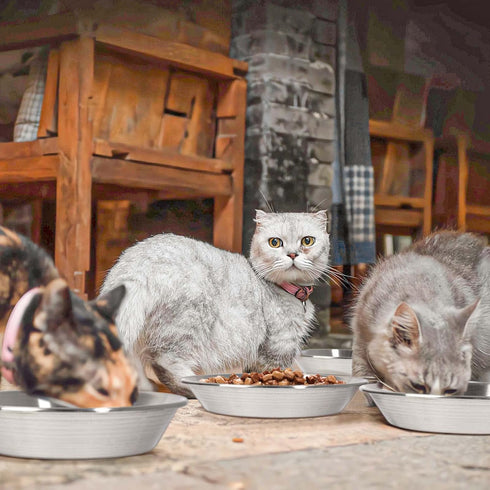 Whisker Fatigue Cat Bowl, SUS304 Stainless Steel Cat Bowls for Food and Water for Medium Pets -Set of 2...