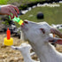 35 PCS Pritchard Nipple for Goats, Small Soft Goat Nipples Silicone Lambs Milk Drink Nipple for Feeding Sheep Goat Lamb Puppy Nursing Farm Supplie...