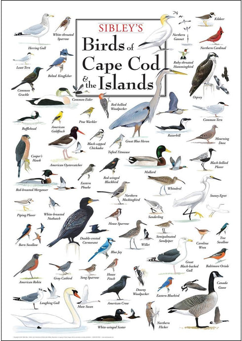 Earth Sky + Water - Sibley’s Birds of Cape Cod & the Islands - Poster...