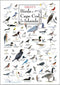 Earth Sky + Water - Sibley’s Birds of Cape Cod & the Islands - Poster...
