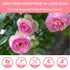 Goofoo Dried Rose Buds Rose Tea, Edible Whole Dry Roses, Premium Loose Leaf Flowers Herb, Natural Healthy Herbal Tea Beverages, Ideal for Gift, 2....