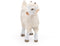Papo -Hand-Painted - Figurine -Farmyard Friends -Young Angora Goat -51171 - Collectible - for Children - Suitable for Boys and Girls - from 3 Year...