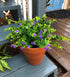 Artificial Plants Flowers Faux Boxwood Shrubs 6 Pack, Lifelike Fake Greenery Foliage with 42 Stems for Garden, Patio Yard, Wedding, Office and Far...