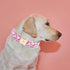 Elegant little tail Dog Collar, Watermelon Print Pet Collar Summer Dog Collar Pet Collar Dog Cotton Durable Dog Collar Metal Buckle Collar for Med...