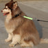 Traffic Dog Leash Dog Training Leash Pet Dog Traffic Grab Handle Dog Grab Tab Training Tab (green & blue)...