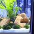 Shrimp Feeding Dish Square Fish Tank Feeding Bowl Clear Acrylic Aquarium Feeder Bowl with Suction Cup...
