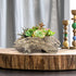 Succulent Planters Driftwood Planter Succulent Pots Small Plant Flower Cactus Pots Tree Stumb Wood Planter with Drainage Hole...