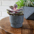 The HC Companies 5 Inch Sprite Round Planter - Small Plastic Plant Pot with Drainage for Indoor Outdoor Plants, Faux Concrete...