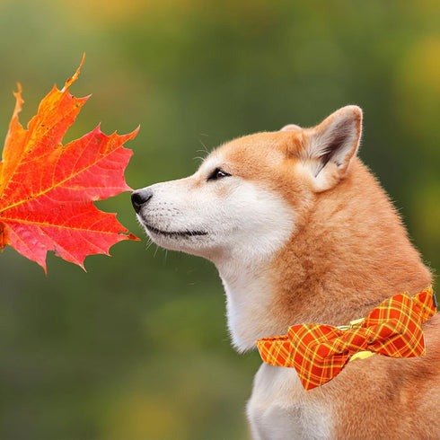 Elegant little tail Dog Collar, Fall Dog Collar Plaid Holiday Pet Collar Dog Halloween Dog Bow Collar Pet Durable Adjustable Girl Boy Dog Collar f...