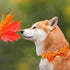 Elegant little tail Dog Collar, Fall Dog Collar Plaid Holiday Pet Collar Dog Halloween Dog Bow Collar Pet Durable Adjustable Girl Boy Dog Collar f...