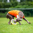 SKIPDAWG Interactive Dog Tug Toy, Dog Flying Disc Dog Water Toy Non-Toxic Light TPR/Nylon Fabric, Pet Training Toys/Outdoor Exercise Toys for Dogs...
