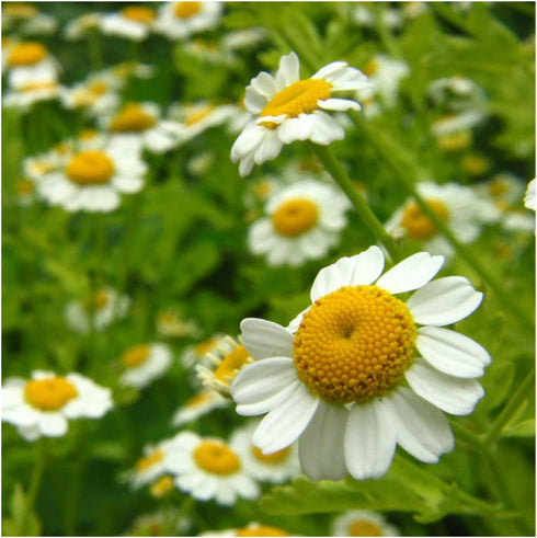 Seed Needs, German Chamomile Seeds - 500 Heirloom Seeds for Planting Matricaria recutita - Medicinal Herb for Indoor/Outdoor Gardens, Non-GMO & Un...