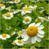 Seed Needs, German Chamomile Seeds - 500 Heirloom Seeds for Planting Matricaria recutita - Medicinal Herb for Indoor/Outdoor Gardens, Non-GMO & Un...