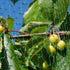 33 Ft x 6.5 Ft Green Anti Bird Netting Garden Protection Mesh Net Reusable Protective Garden Netting for Plants Fruit Trees Against Birds,Deer and...