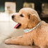 KUDES Dog Cat Pearl Collars with Crystal Rhinestone Diamond Décor, Adjustable Cute Fashion Pet PU Leather Collars Necklace for Small Dog Pets Wedd...