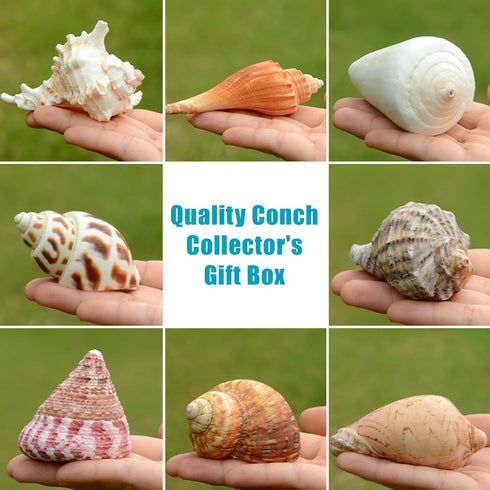 Hermit Crab Shells Accessories Conch: Natural Large Hermit Crab Supplies Sea Shell for Beach Decor Growth Turbo Seashells Hermit Crab Climbing Toy...