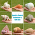 Hermit Crab Shells Accessories Conch: Natural Large Hermit Crab Supplies Sea Shell for Beach Decor Growth Turbo Seashells Hermit Crab Climbing Toy...