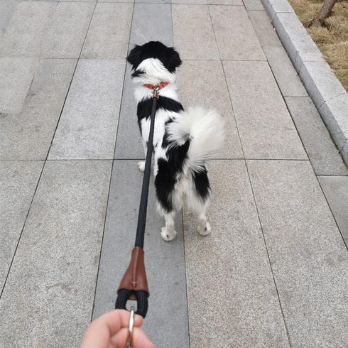 No Handle Dog Leash 3FT / 6FT, Tether Training Leash Tie Down, Dog Extension Rope Great for Exercising, Bicycle and Outdoor, Running, Walking...