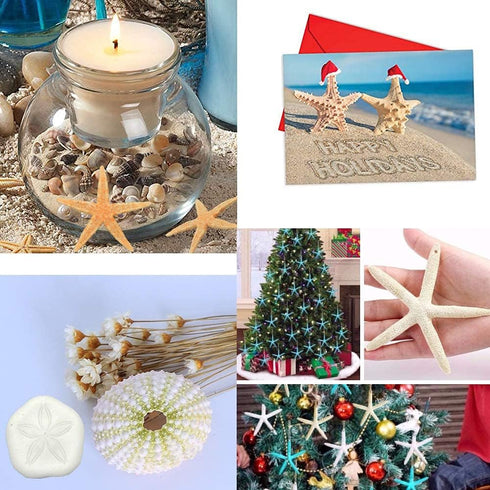 Jangostor 12 PCS Starfish 2-6 Inch Mixed Starfish Natural Seashells Starfish Star Fish Shells Decorations Perfect for Wedding Decor Beach Theme Pa...