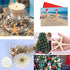 Jangostor 12 PCS Starfish 2-6 Inch Mixed Starfish Natural Seashells Starfish Star Fish Shells Decorations Perfect for Wedding Decor Beach Theme Pa...