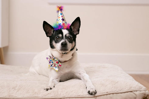 Huxley & Kent Pet Pinwheel | Superstar (Large) | Birthday Velcro Collar Accessory for Dogs/Cats | Bow Collar Attachment | Cute, Comfortable Access...