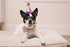 Huxley & Kent Pet Pinwheel | Superstar (Large) | Birthday Velcro Collar Accessory for Dogs/Cats | Bow Collar Attachment | Cute, Comfortable Access...