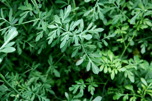 Health Embassy Rue Herb (Ruta graveolens) 100% Natural (100g)...
