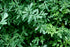 Health Embassy Rue Herb (Ruta graveolens) 100% Natural (100g)...