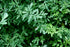Rue Herb (Ruta graveolens) - Health Embassy - 100% Natural (50g)...