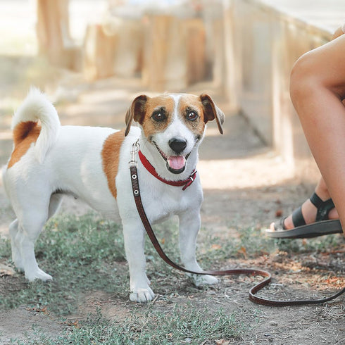 Swivel Snap Hooks Heavy Duty Dog Leash Hook Trigger Clip Clasp for Linking Pet Leash Collar, Key Chain, Dog Playpen (3-1/2" (8cm), 1", 10 Pack)...