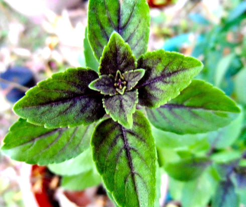 Mexican Basil with Cinnamon Flavor Exotic Herb Garden Seeds for Planting 200+ Seeds...