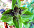 Mexican Basil with Cinnamon Flavor Exotic Herb Garden Seeds for Planting 200+ Seeds...