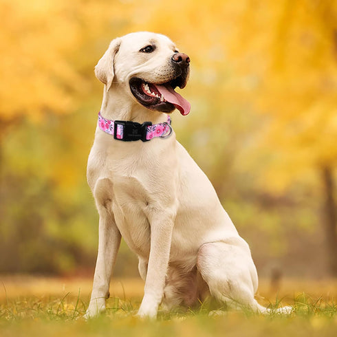 Maca Bates Designer Flower Pink Cute Dog Collar Spring Collars for Girl Female Para Perros Chihuahua Pitbull Birthday Gift for Small Medium Large ...