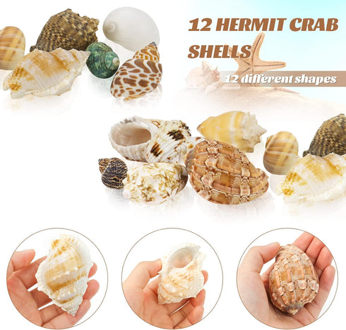 Hermit Crab Shell - Openning Size 0.6"-2" Medium to Large Growth Turbo Seashells Natural Sea Shells for Hermit Crab Supplies, Aquarium Décor, Naut...