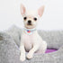Dog Bandana with Adjustable Buckle, 2 PCS Pet Dog Sublimation Double-Sided Blank Dog Bandanas with D-Ring Adjustable Quick Release Buckle Dog Band...