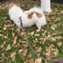 6FT Heavy Duty Dog Leash, Comfortable Soft handle, 1/2" Diameter Nylon Rope Leash for Medium and Large Dogs Walking Training, Pink...
