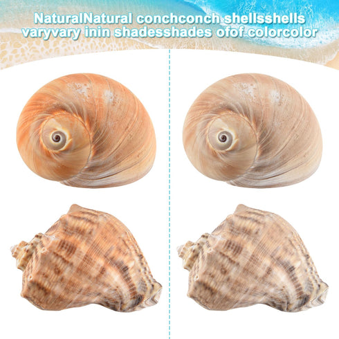 Hermit Crab Shells Large 6pcs,Natural Conch Shell Size 2.8" - 3.8", Opening Size 1.5" - 2.7", Hermit Crab Sand,Hermit Crab Habitat,Large Sea Shell...